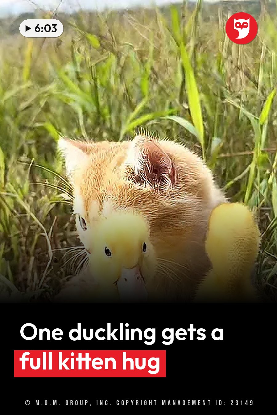 A small orange kitten holds a yellow duckling in tall green grass. A headline runs in white letters across the lower third.