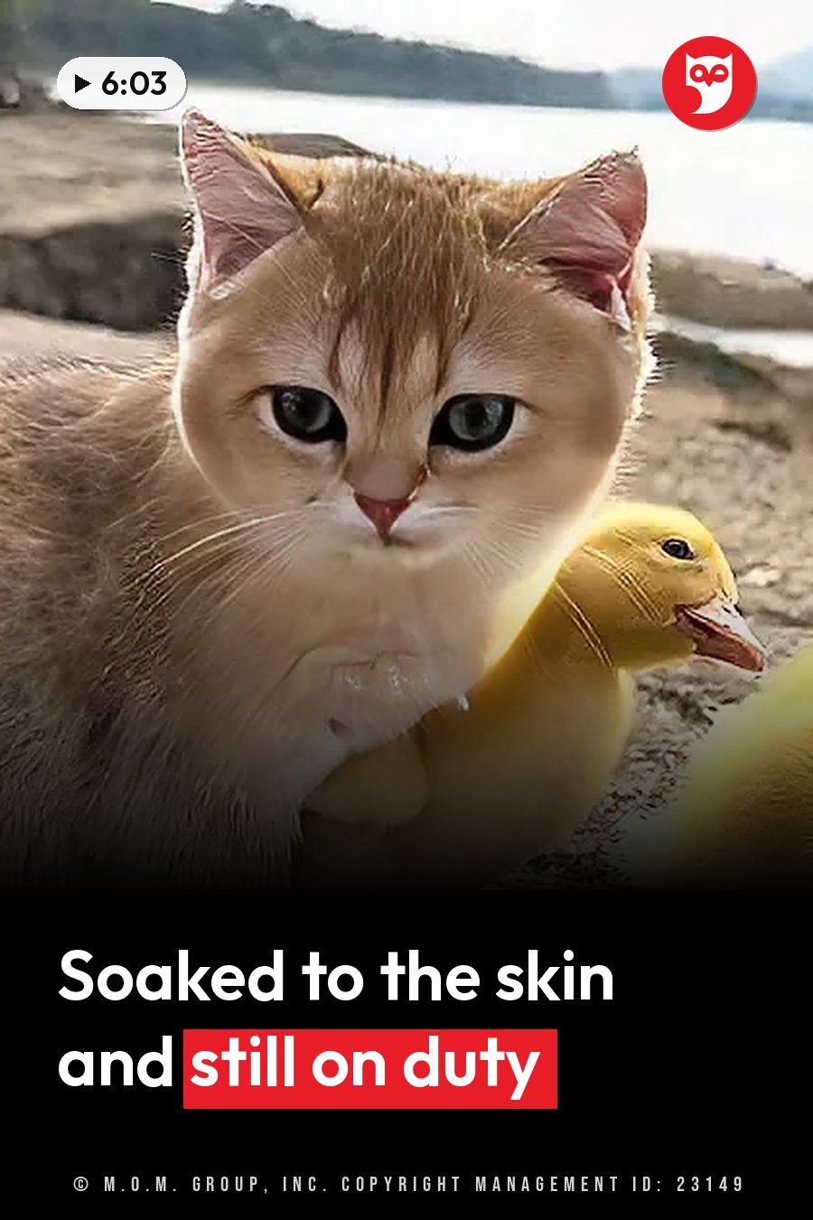 A wet orange kitten holds a yellow duckling near water, with mountains in the background. A headline runs in white letters across the lower third.