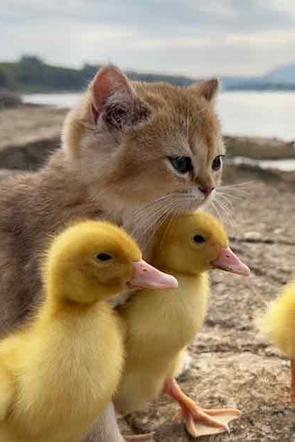 A tabby kitten with mallard ducklings near water under an overcast sky.