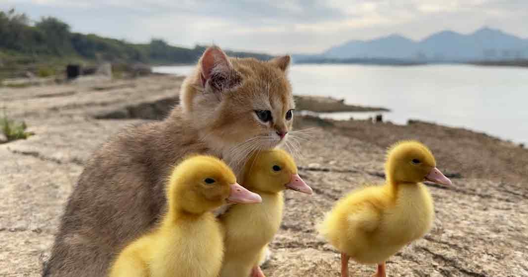 A tabby kitten with mallard ducklings near water under an overcast sky.