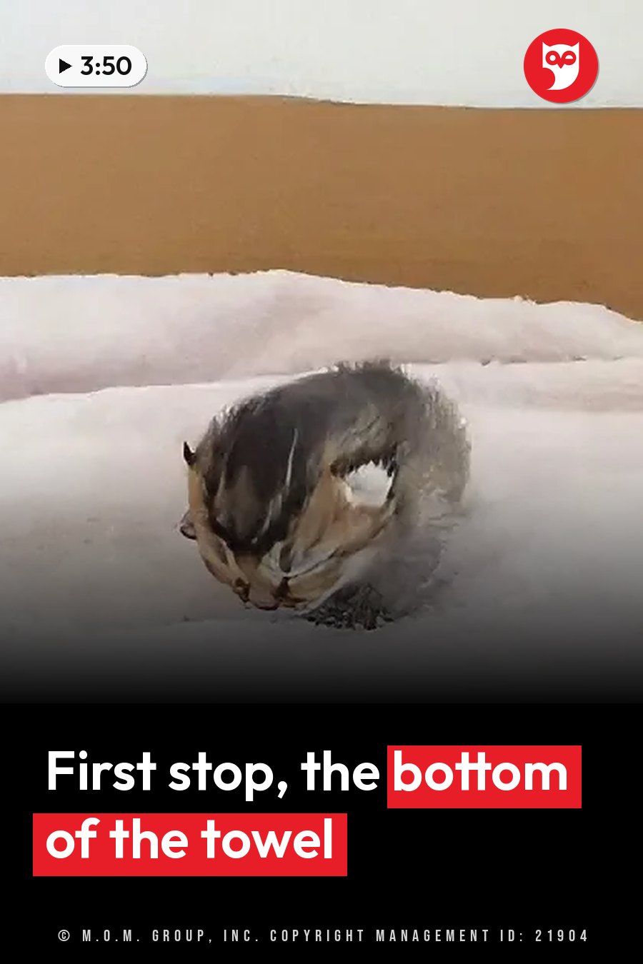 A tiny gray kitten with white markings burrows face-first into a fluffy pale blanket beside a brown cardboard wall. A headline runs in white letters across the lower third.