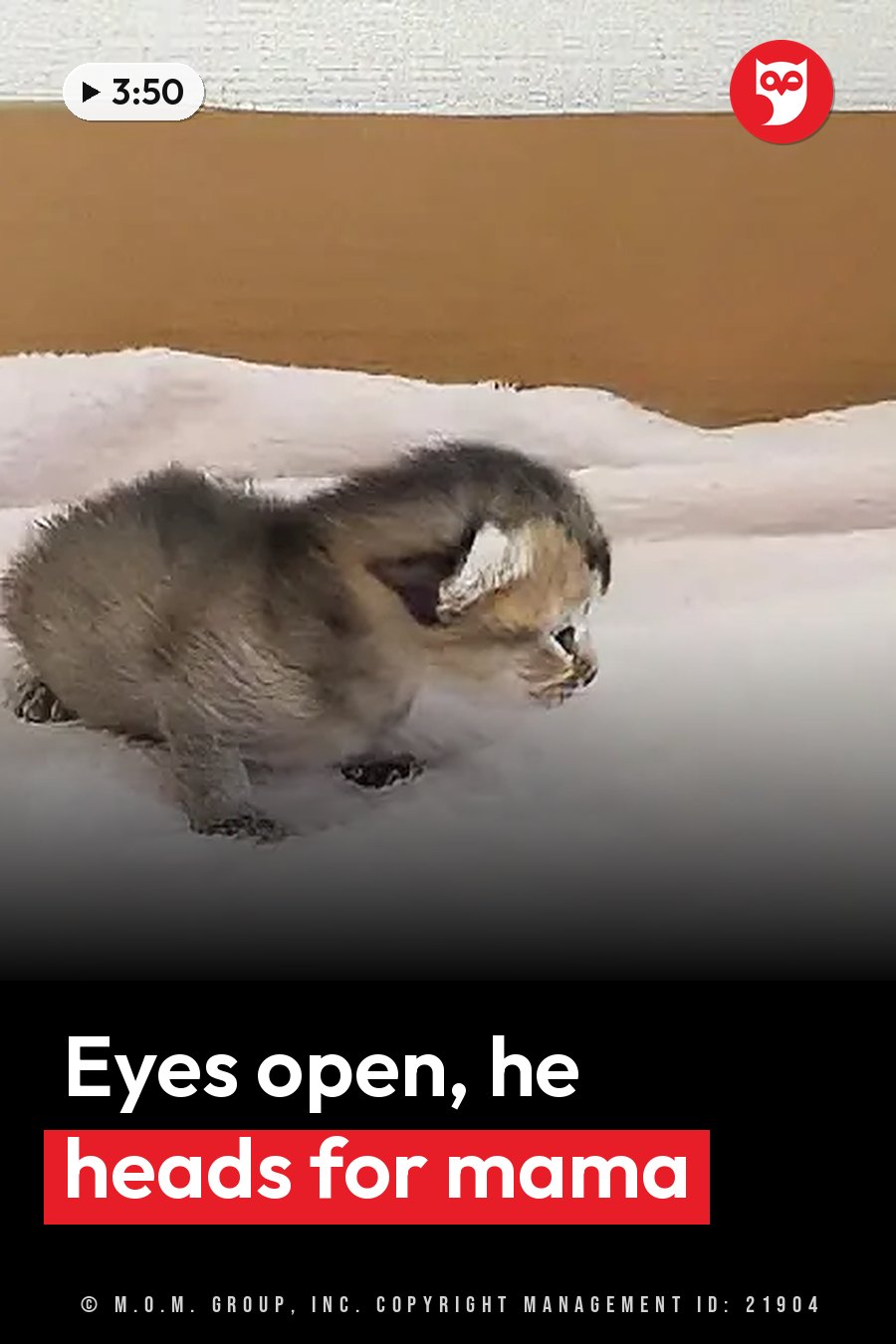 A small gray kitten stands on a pale blanket with his head lowered, facing right. A headline runs in white letters across the lower third.