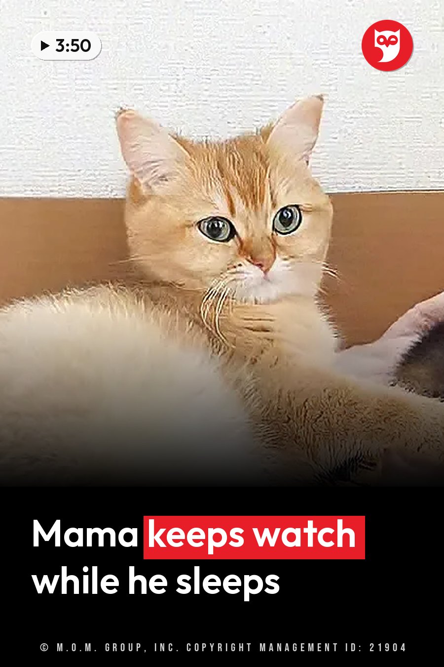 A ginger cat with large green eyes sits upright and looks straight ahead, her front paws resting in front of her. A headline runs in white letters across the lower third.