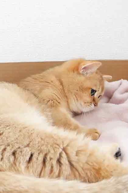 A light-colored adult cat with orange markings and two kittens, one dark gray and black and the other white with patches, resting on a cardboard box lined with a white cloth or blanket indoors in a plain, light-colored room suggesting winter.