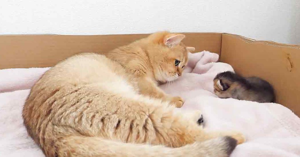 A light-colored adult cat with orange markings and two kittens, one dark gray and black and the other white with patches, resting on a cardboard box lined with a white cloth or blanket indoors in a plain, light-colored room suggesting winter.