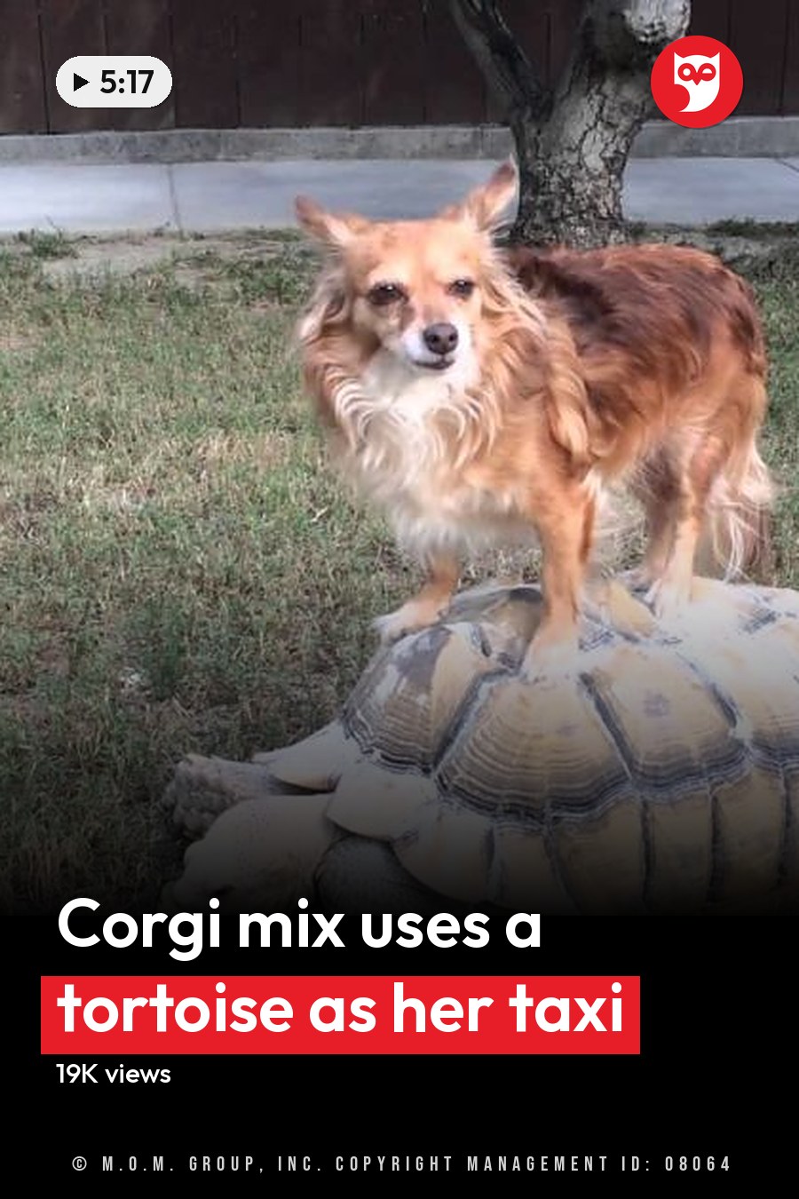 A medium-sized Corgi mix with reddish-brown and white coat colors stands atop a Sulcata tortoise in an outdoor backyard setting, surrounded by grass, trees, and a wooden fence; spring or summer season, daytime light. The headline runs in white letters across the lower third.