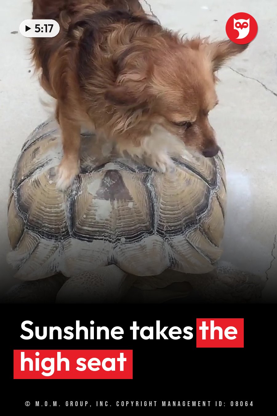 A small reddish-brown and white dog stands on a large tortoise's shell and looks down at the ground. A headline runs in white letters across the lower third.