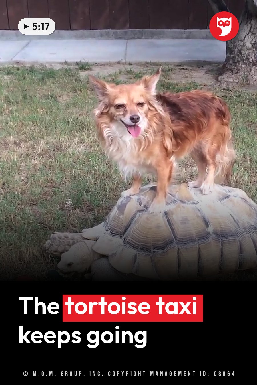 A dog stands on top of a large tortoise on grass near a tree and a fence. A headline runs in white letters across the lower third.