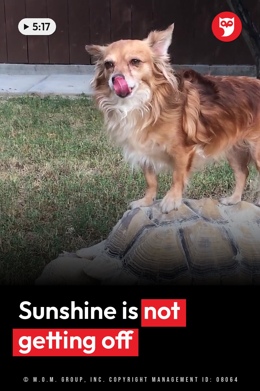 A long-haired dog stands on a large tortoise's shell, licking her nose and looking forward. A headline runs in white letters across the lower third.