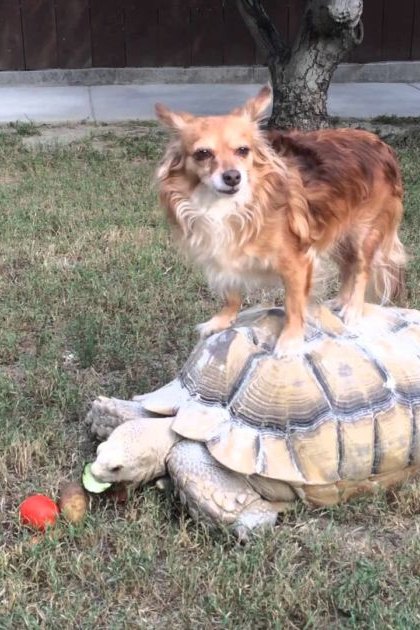 A medium-sized Corgi mix with reddish-brown and white coat colors stands atop a Sulcata tortoise in an outdoor backyard setting, surrounded by grass, trees, and a wooden fence; spring or summer season, daytime light.