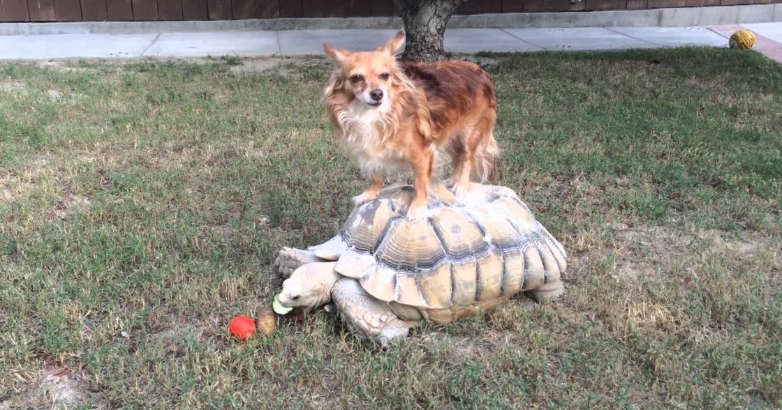 A medium-sized Corgi mix with reddish-brown and white coat colors stands atop a Sulcata tortoise in an outdoor backyard setting, surrounded by grass, trees, and a wooden fence; spring or summer season, daytime light.