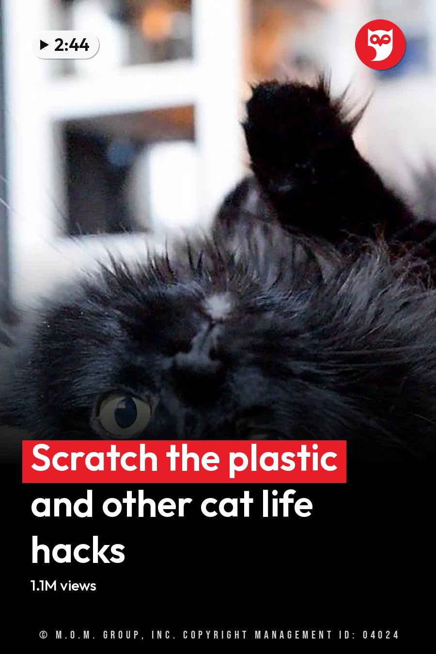 A relaxed black Persian cat with bright yellow-green eyes lies on its back indoors, bathed in soft natural daylight. The headline runs in white letters across the lower third.