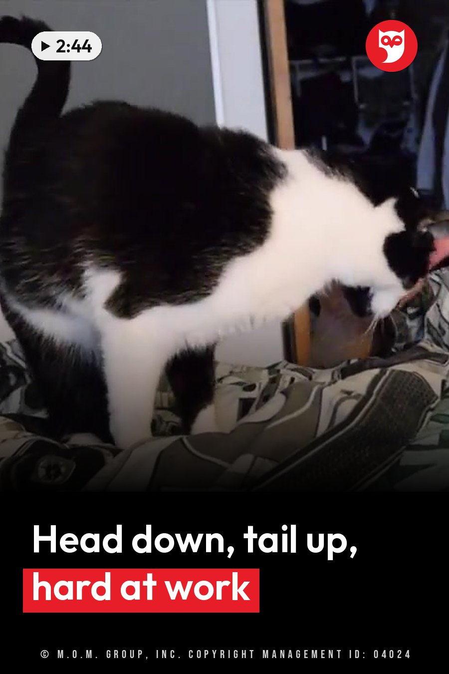 A black-and-white cat stands on a patterned surface with head lowered and tail curved upward. A headline runs in white letters across the lower third.