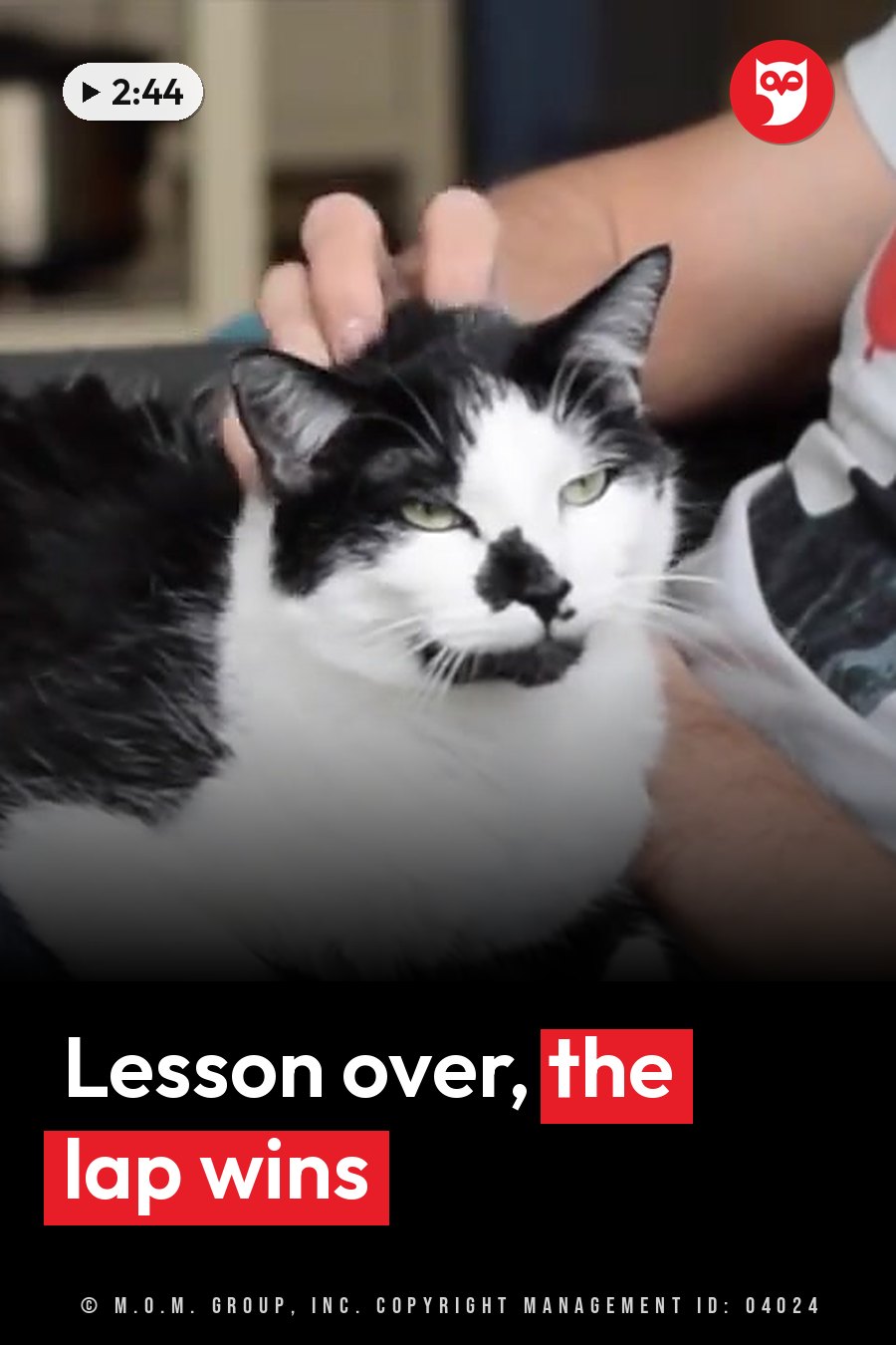 A person pets a black-and-white cat resting on their lap indoors. A headline runs in white letters across the lower third.