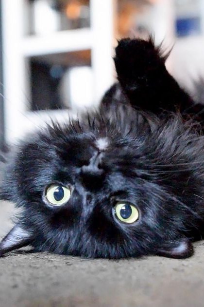A relaxed black Persian cat with bright yellow-green eyes lies on its back indoors, bathed in soft natural daylight.