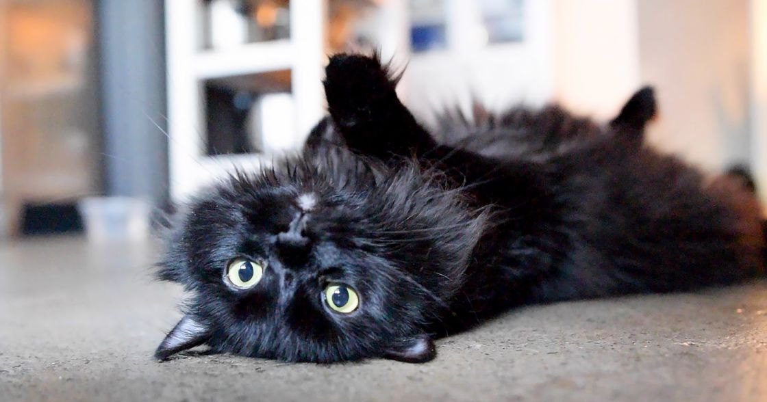 A relaxed black Persian cat with bright yellow-green eyes lies on its back indoors, bathed in soft natural daylight.