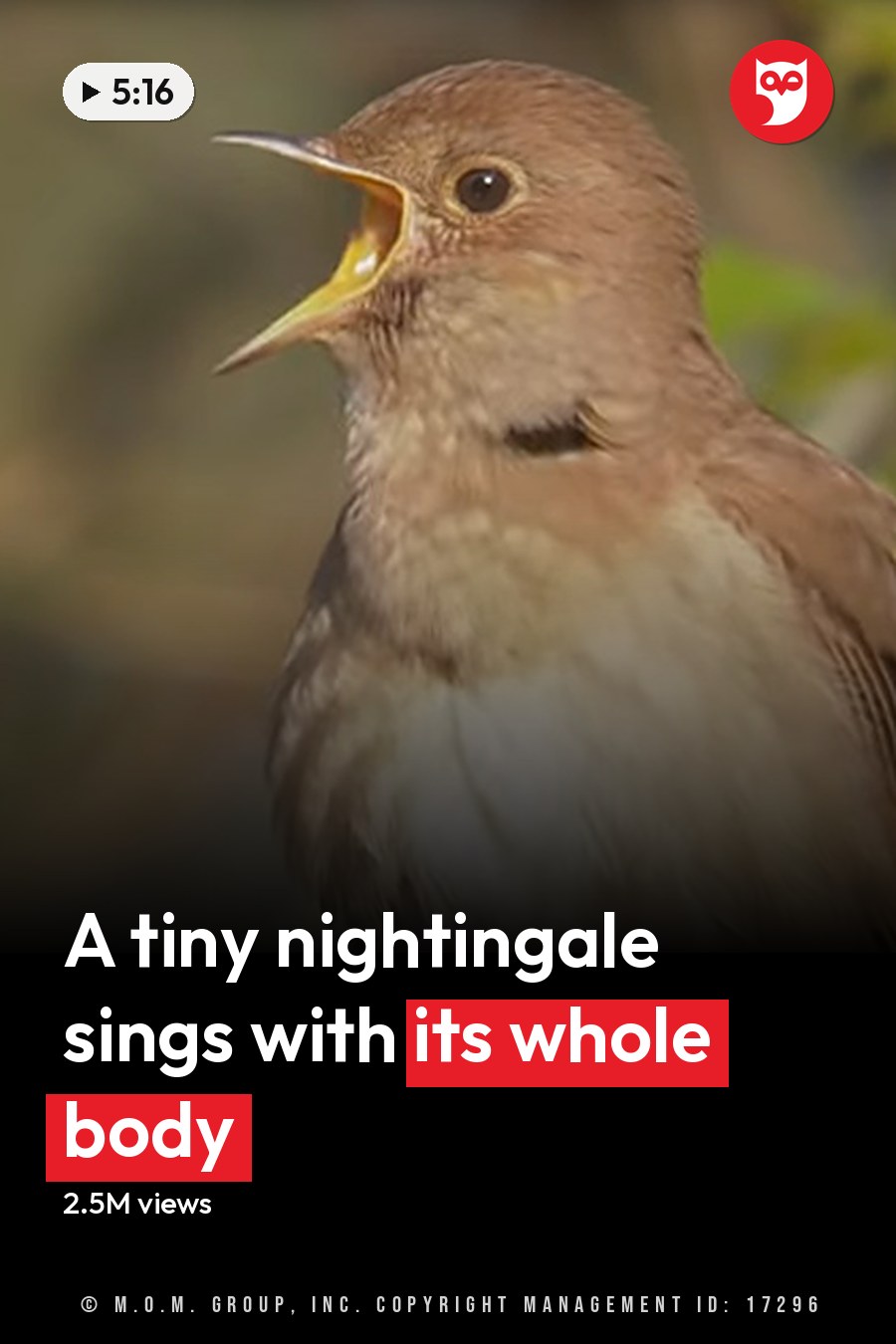A nightingale with brownish plumage and a white underside in an outdoor setting with leafy greenery, suggesting spring or summer. The headline runs in white letters across the lower third.