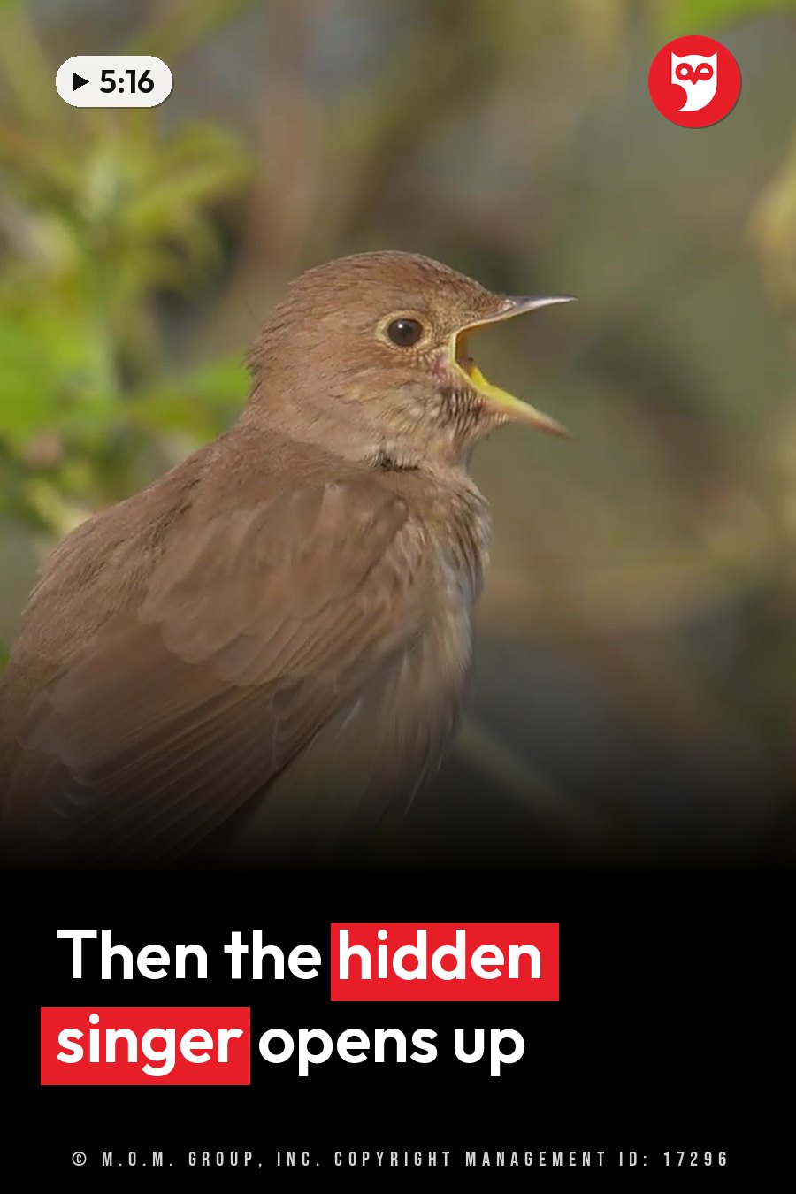 A small brown bird with its beak open sits on a branch. A headline runs in white letters across the lower third.