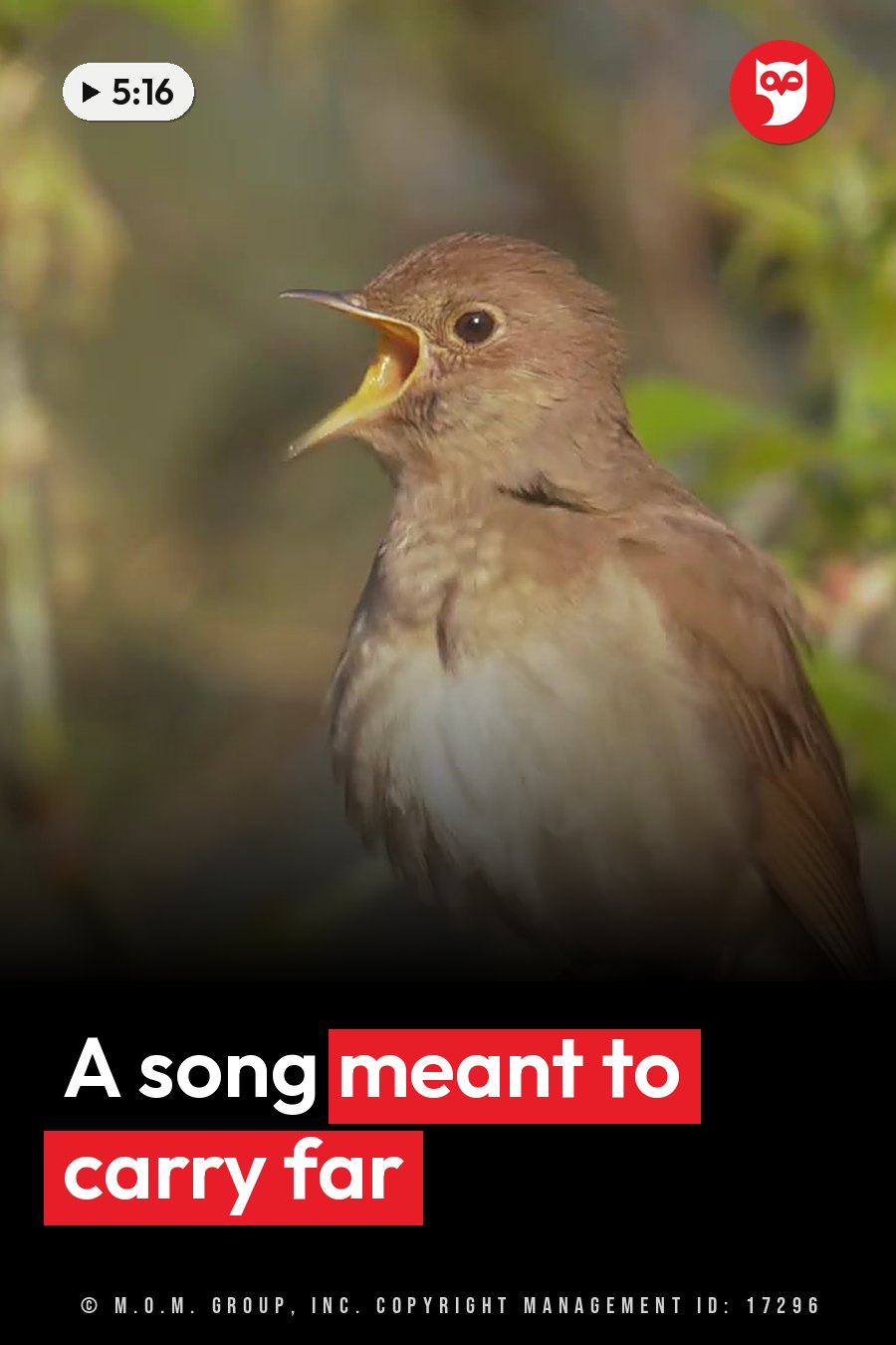 A brown bird with an open beak sings on a branch in front of blurred green leaves. A headline runs in white letters across the lower third.