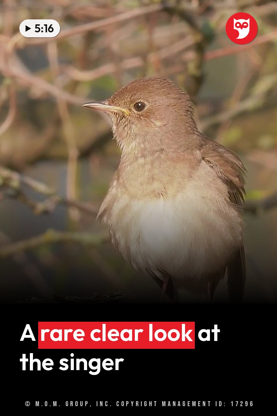 A small brown bird with a white belly perches on a branch, facing forward. A headline runs in white letters across the lower third.