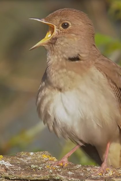 A nightingale with brownish plumage and a white underside in an outdoor setting with leafy greenery, suggesting spring or summer.