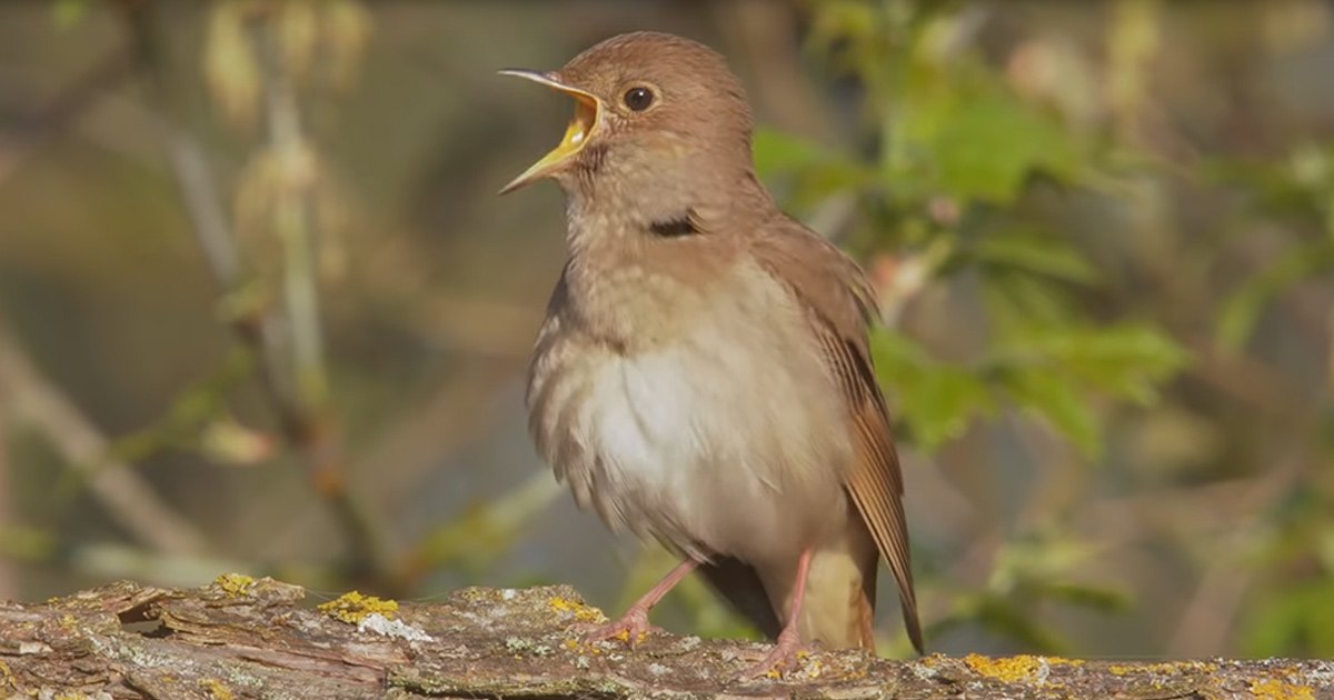 A nightingale with brownish plumage and a white underside in an outdoor setting with leafy greenery, suggesting spring or summer.