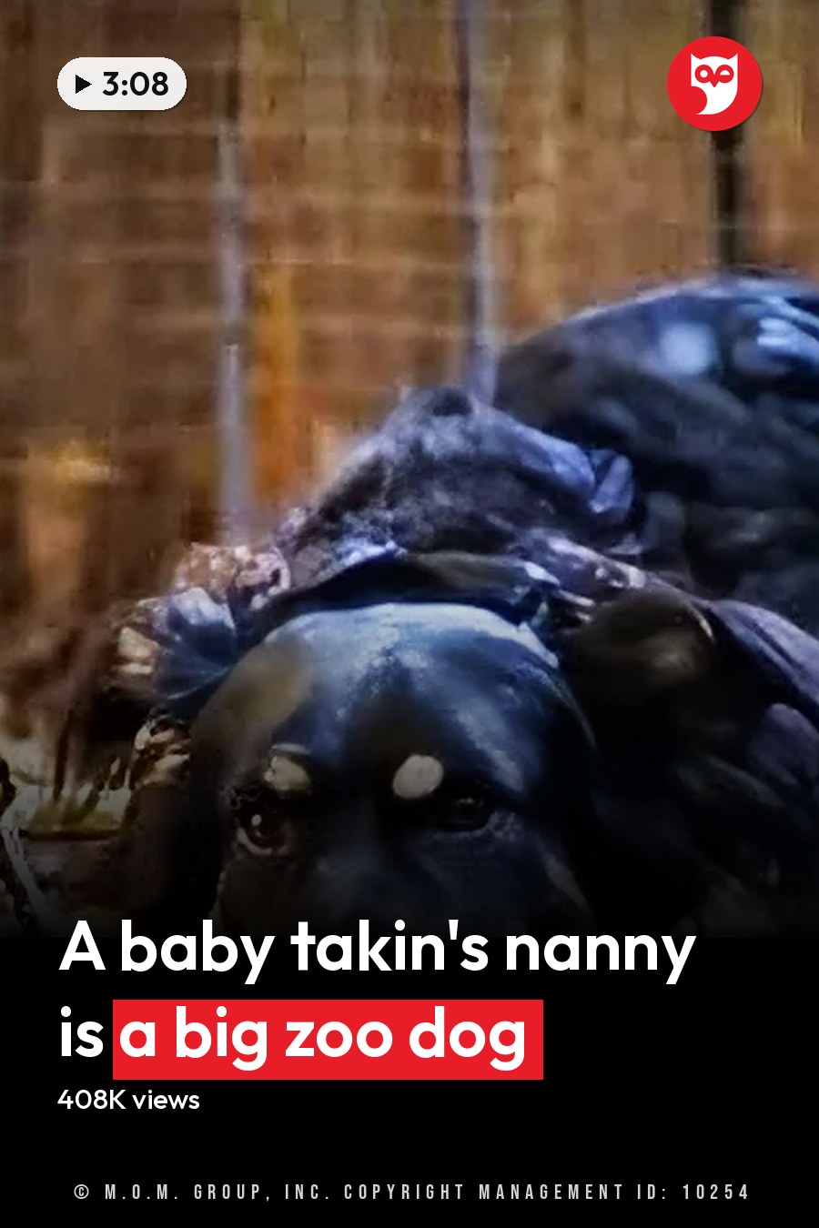 A large breed dog with black fur and brown markings lying in an outdoor enclosure surrounded by a wooden fence and earthy tones under daylight, suggesting autumn. The headline runs in white letters across the lower third.