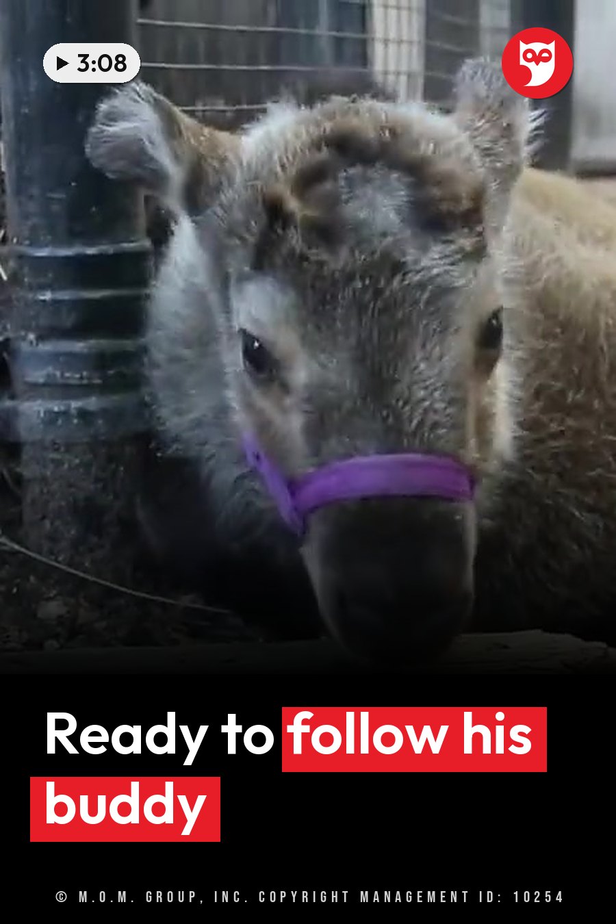A young takin wearing a purple halter stands beside a fence post and looks ahead. A headline runs in white letters across the lower third.