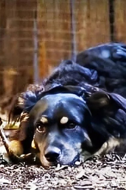 A large breed dog with black fur and brown markings lying in an outdoor enclosure surrounded by a wooden fence and earthy tones under daylight, suggesting autumn.