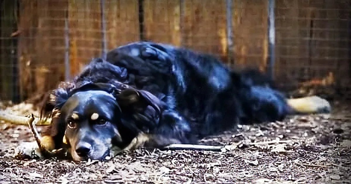 A large breed dog with black fur and brown markings lying in an outdoor enclosure surrounded by a wooden fence and earthy tones under daylight, suggesting autumn.