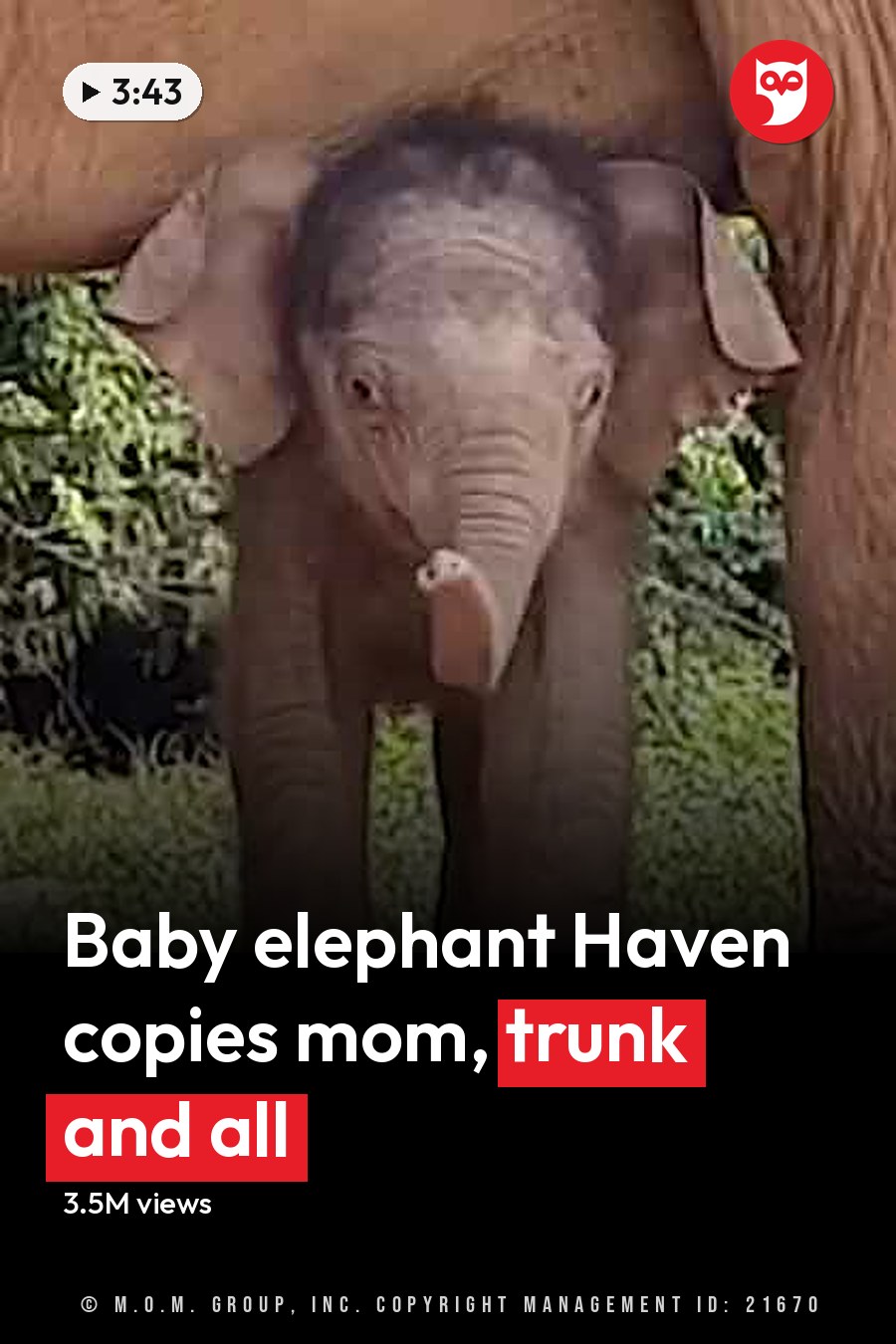 A baby elephant stands close to its mother under her body in a natural outdoor setting with greenery in the background. The headline runs in white letters across the lower third.
