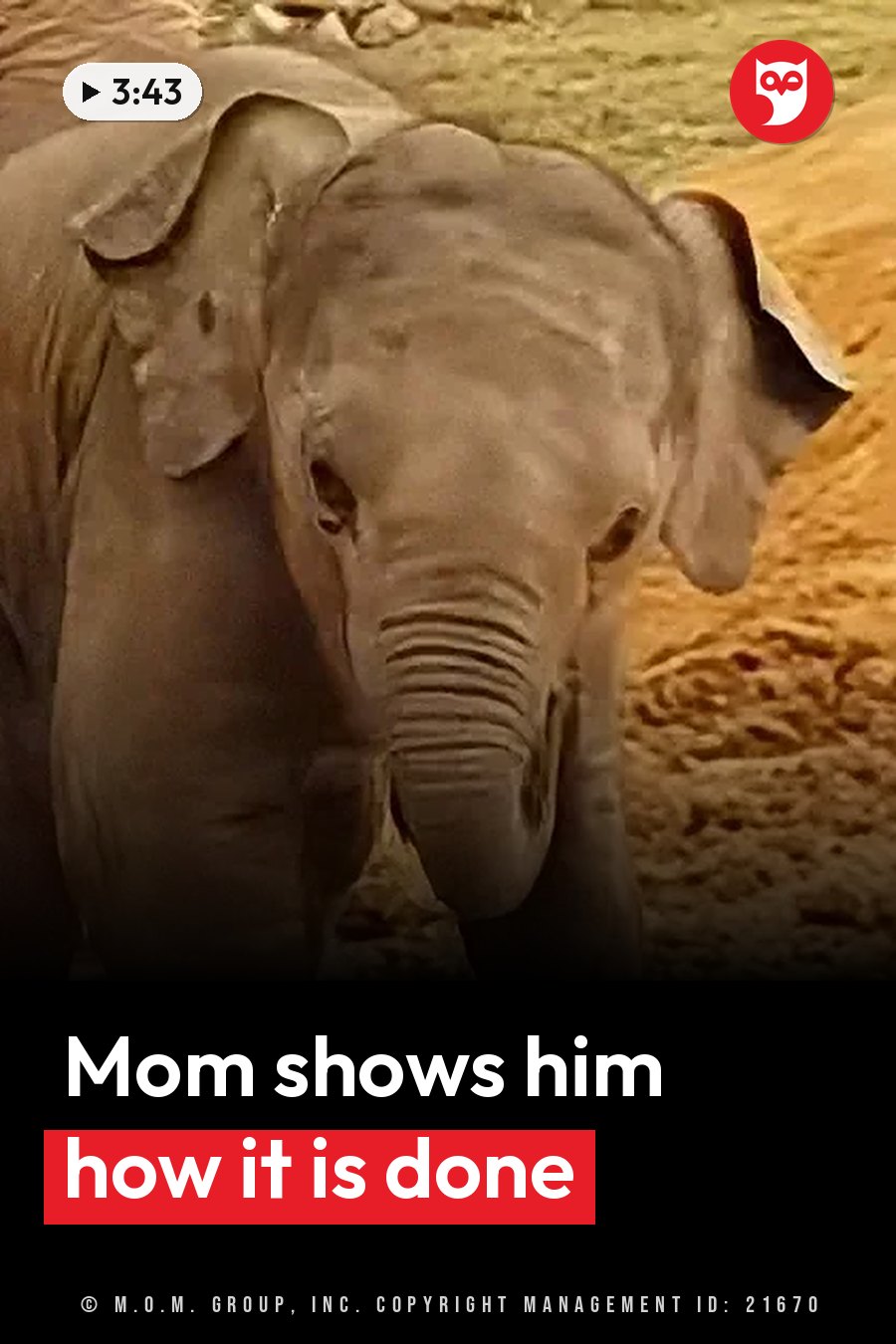 An elephant stands facing forward on sandy ground with its trunk lowered and its ears slightly flared. A headline runs in white letters across the lower third.