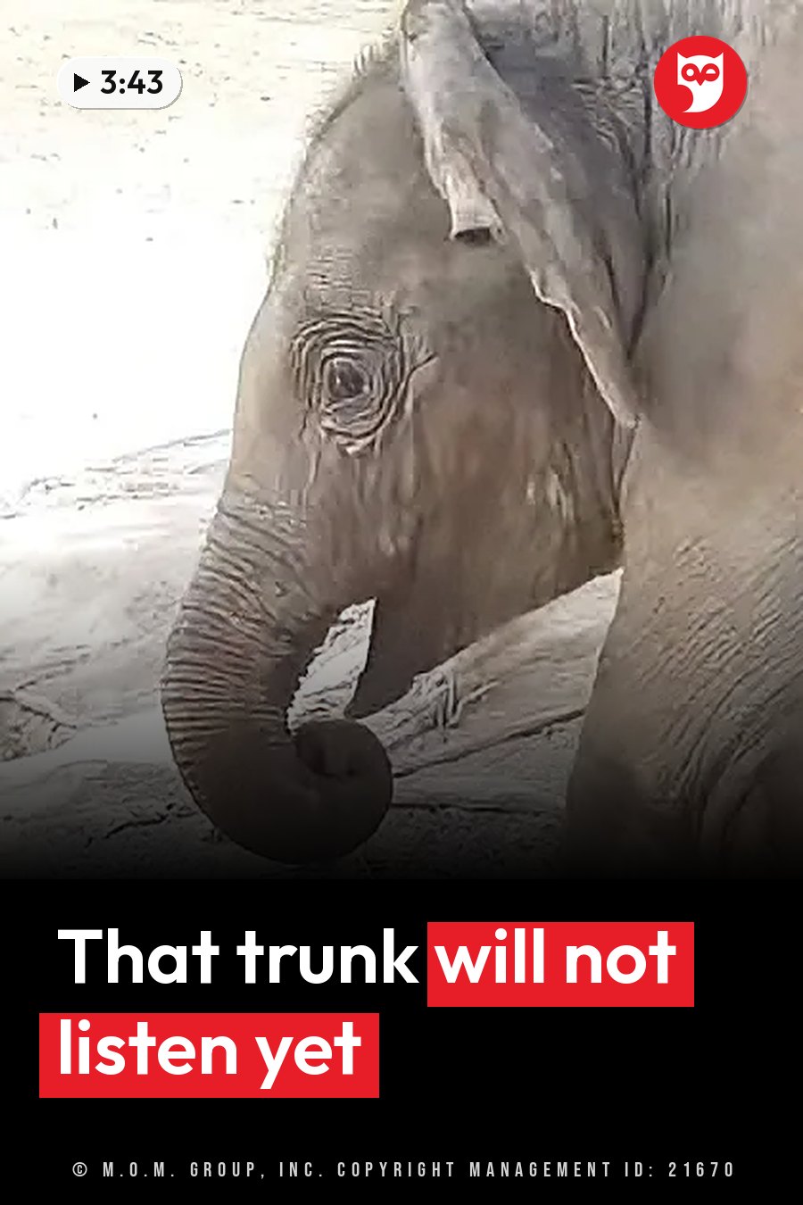 A young elephant stands on sandy ground with its trunk curled up, looking toward the camera. A headline runs in white letters across the lower third.