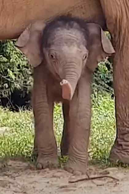 A baby elephant stands close to its mother under her body in a natural outdoor setting with greenery in the background.