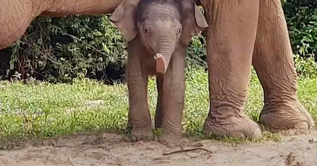 A baby elephant stands close to its mother under her body in a natural outdoor setting with greenery in the background.