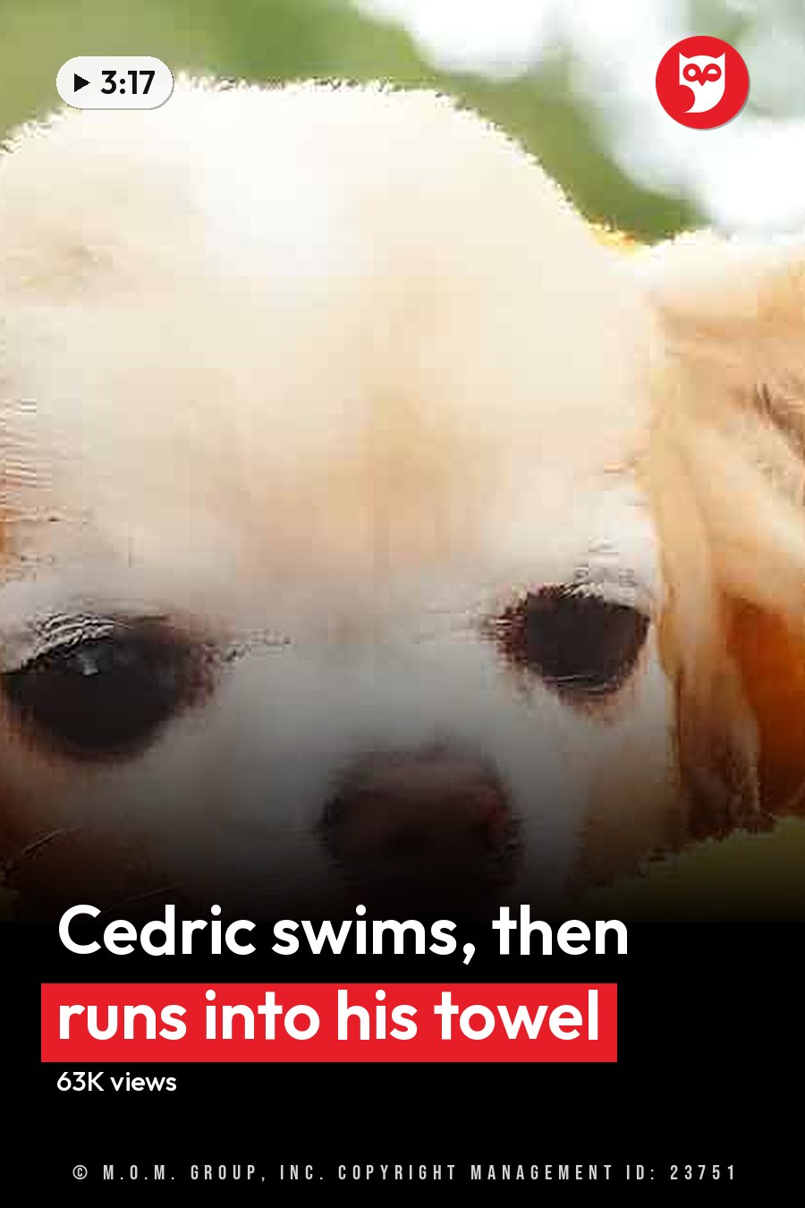 A small white Chihuahua puppy wrapped in an orange towel outdoors with greenery in the background, under natural daylight. The headline runs in white letters across the lower third.