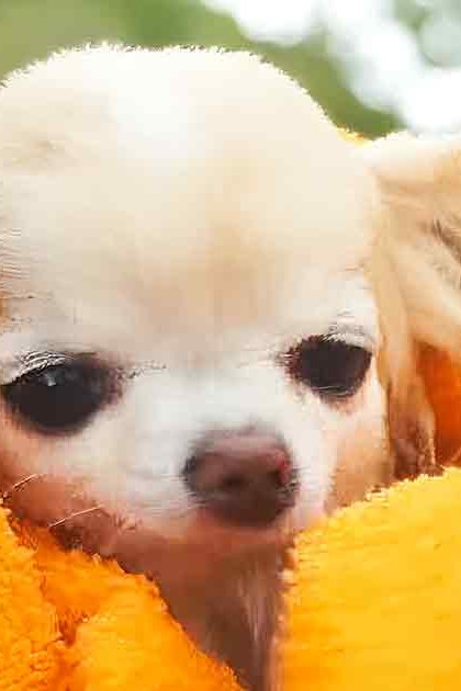 A small white Chihuahua puppy wrapped in an orange towel outdoors with greenery in the background, under natural daylight.