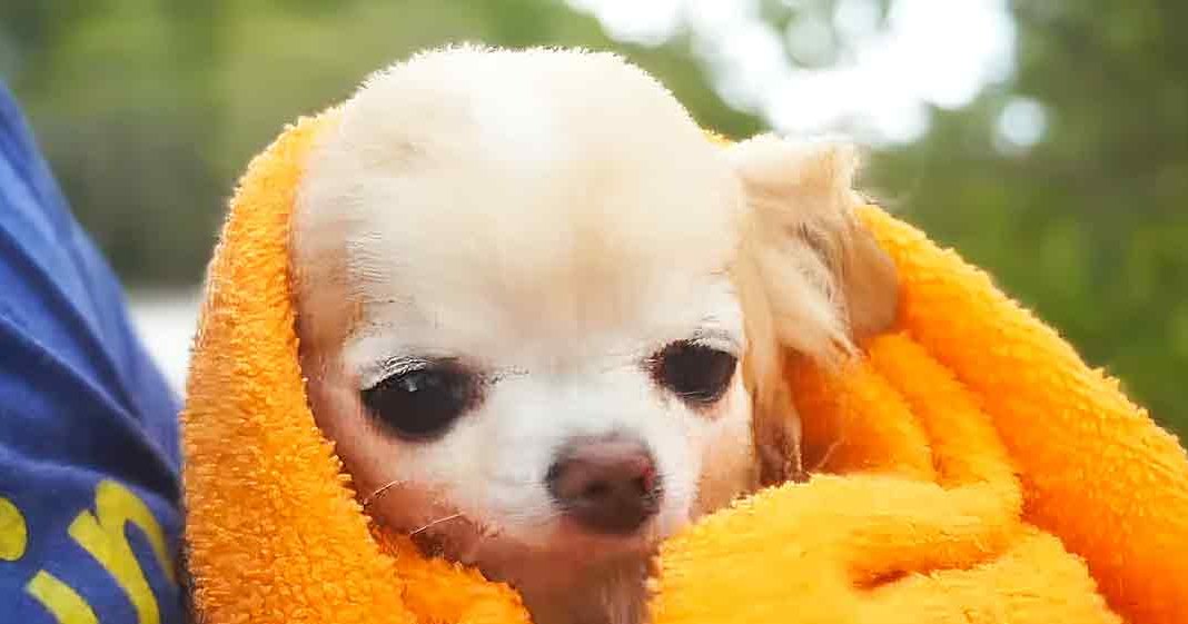 A small white Chihuahua puppy wrapped in an orange towel outdoors with greenery in the background, under natural daylight.
