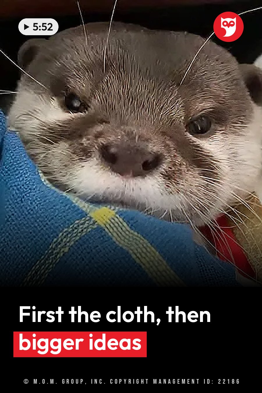 A small otter wrapped in a blue towel with yellow stitching looks straight at the camera. A headline runs in white letters across the lower third.