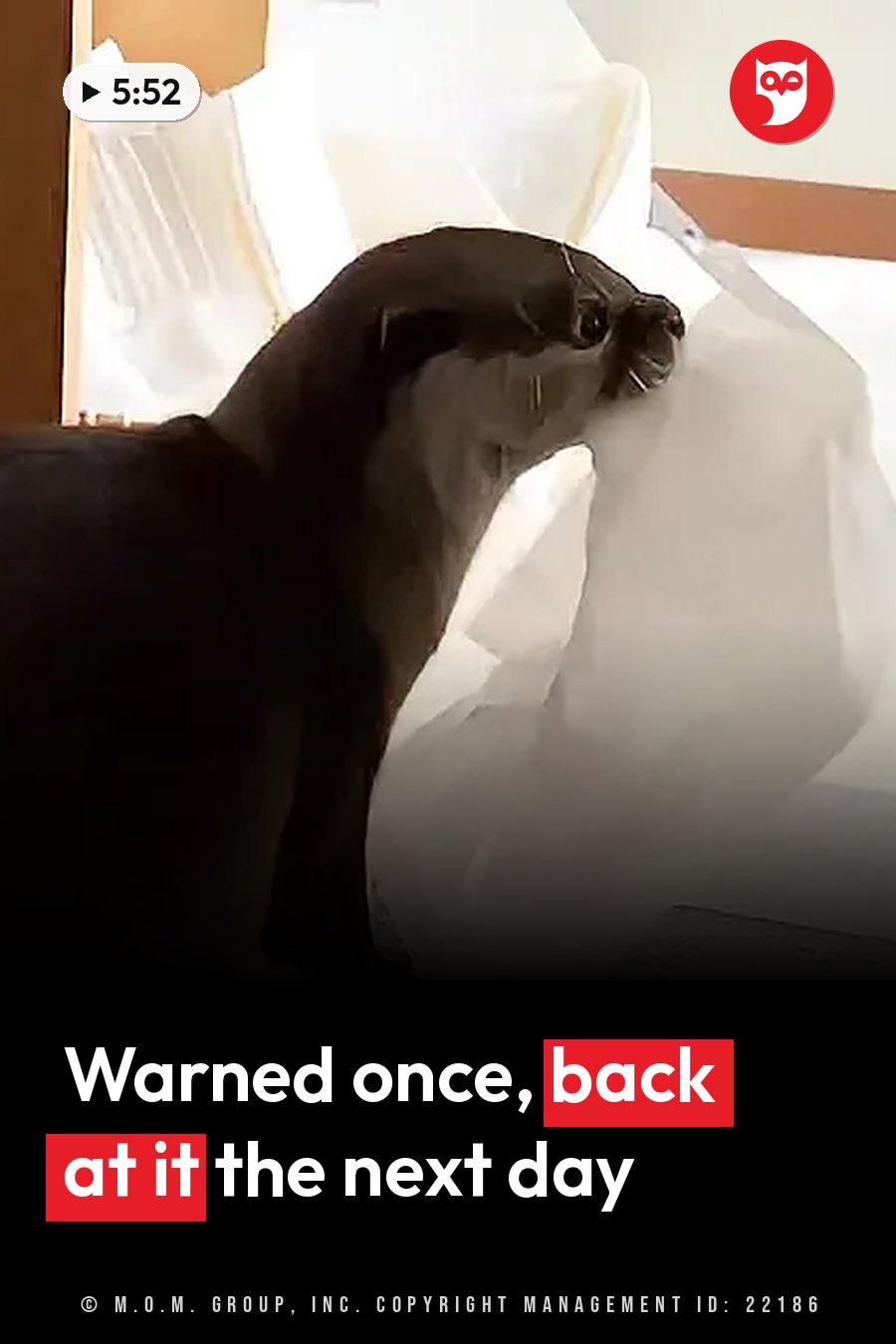 An otter bites into a white paper bag, tearing the paper open. A headline runs in white letters across the lower third.