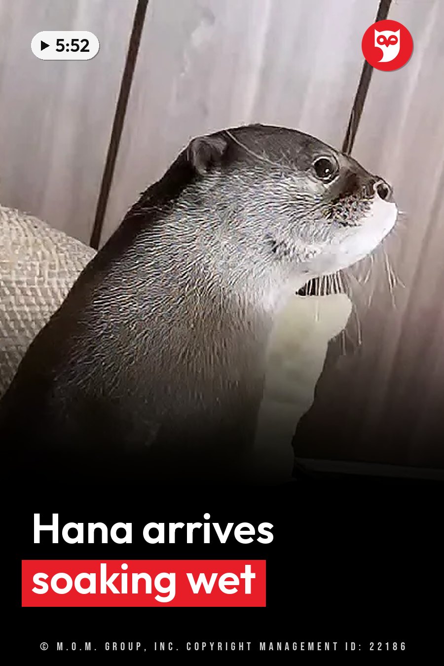 A wet otter sits upright and looks up with mouth slightly open, whiskers and dark eyes showing. A headline runs in white letters across the lower third.