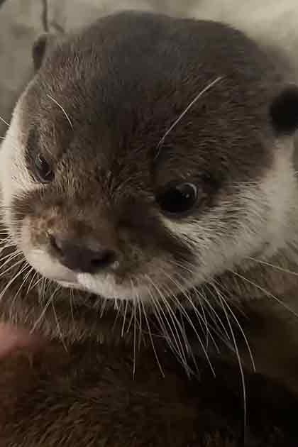 A juvenile dark brown otter with white markings on its mouth and chest, resting on a light-colored fabric surface.