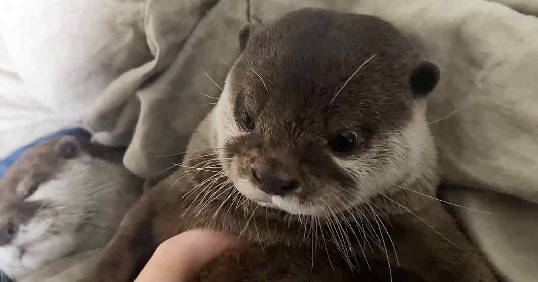 A juvenile dark brown otter with white markings on its mouth and chest, resting on a light-colored fabric surface.
