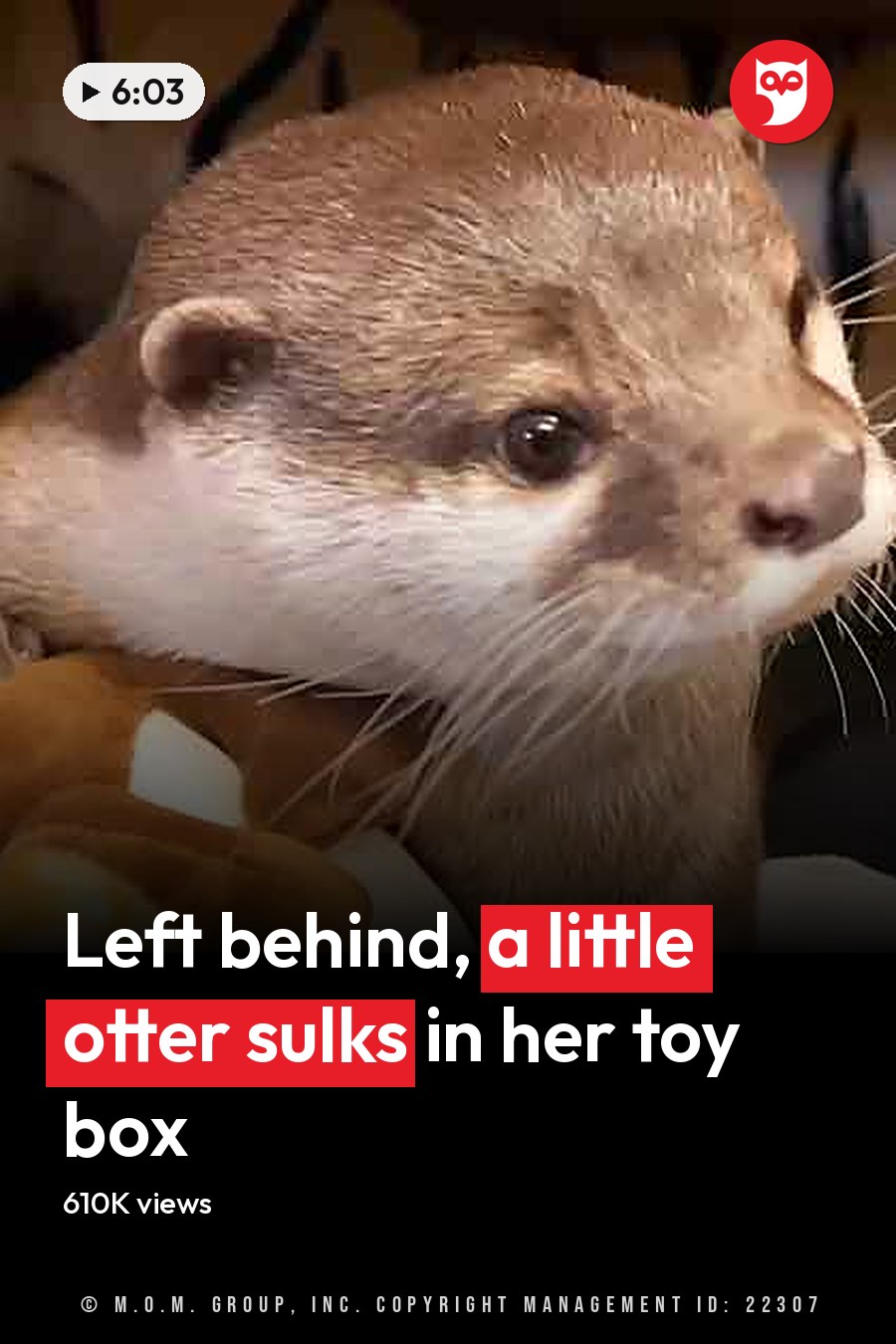 A small, light brown otter with white markings around its mouth and chest indoors among stuffed toys and wooden furniture. The headline runs in white letters across the lower third.