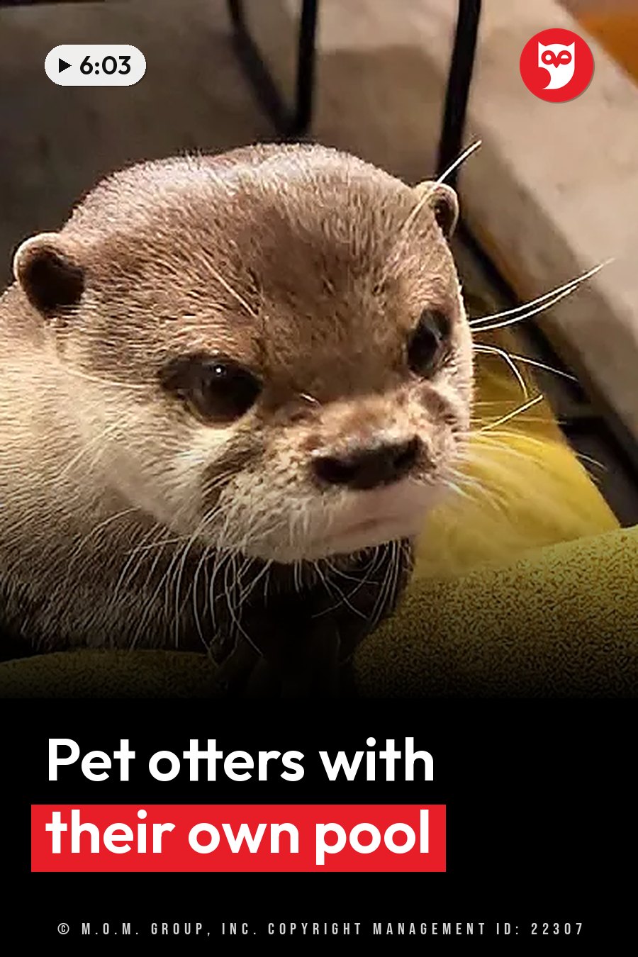 A wet otter with long whiskers rests on a yellow towel and looks ahead with dark eyes. A headline runs in white letters across the lower third.