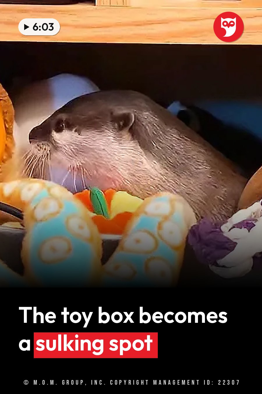 An otter lies among colorful toys beneath a wooden shelf. A headline runs in white letters across the lower third.