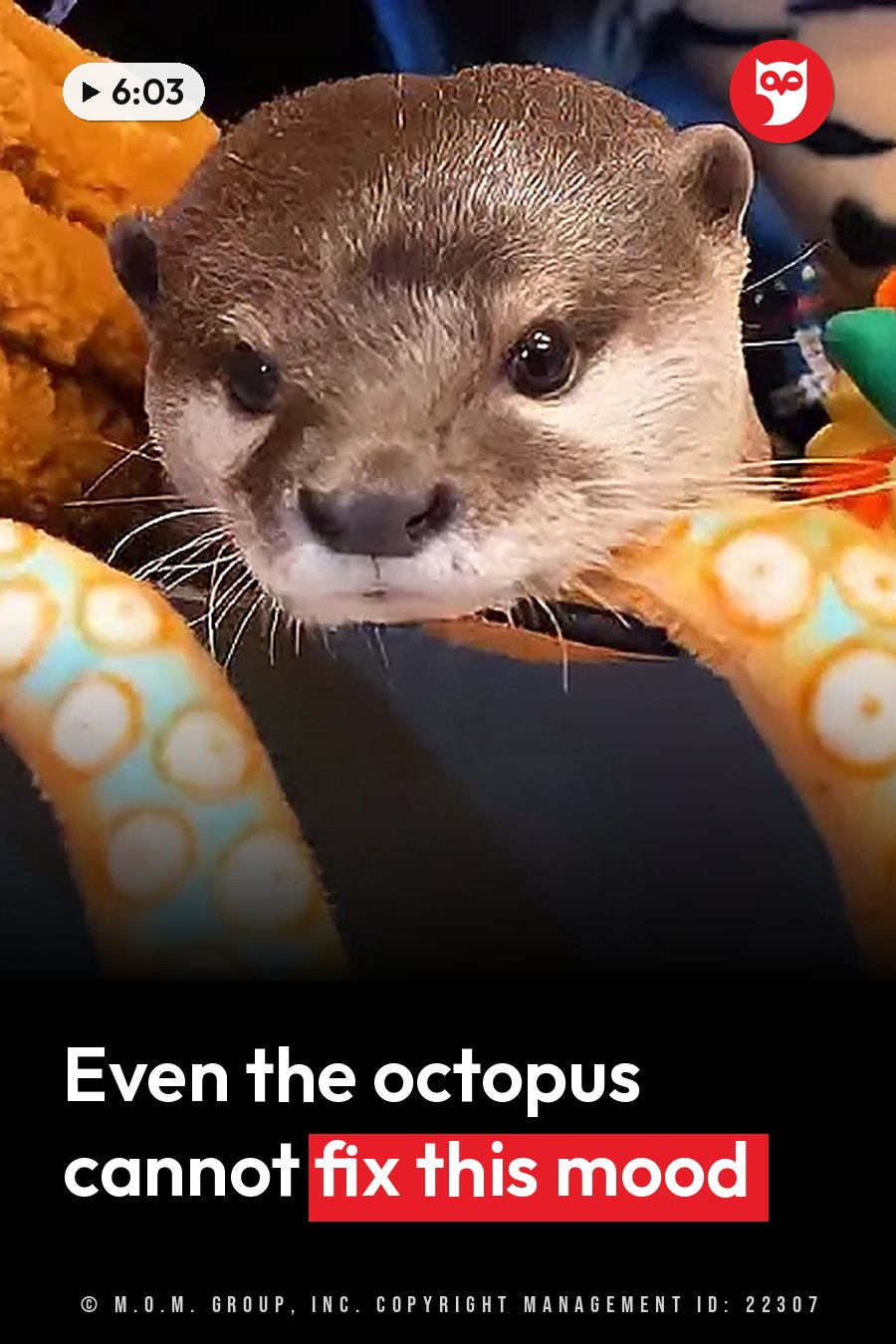 An otter looks forward with dark eyes, surrounded by the colorful arms of a toy octopus. A headline runs in white letters across the lower third.