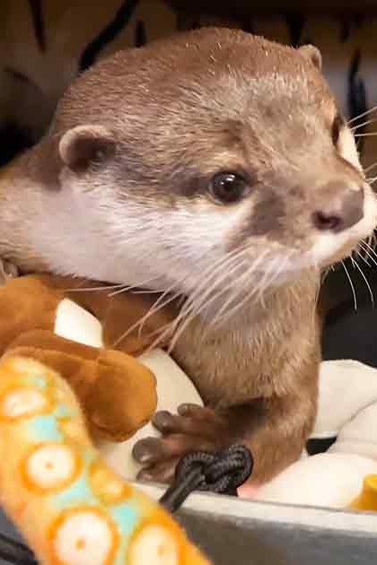 A small, light brown otter with white markings around its mouth and chest indoors among stuffed toys and wooden furniture.