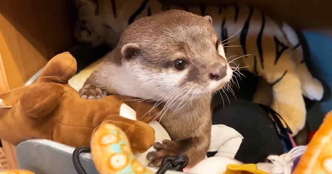 A small, light brown otter with white markings around its mouth and chest indoors among stuffed toys and wooden furniture.