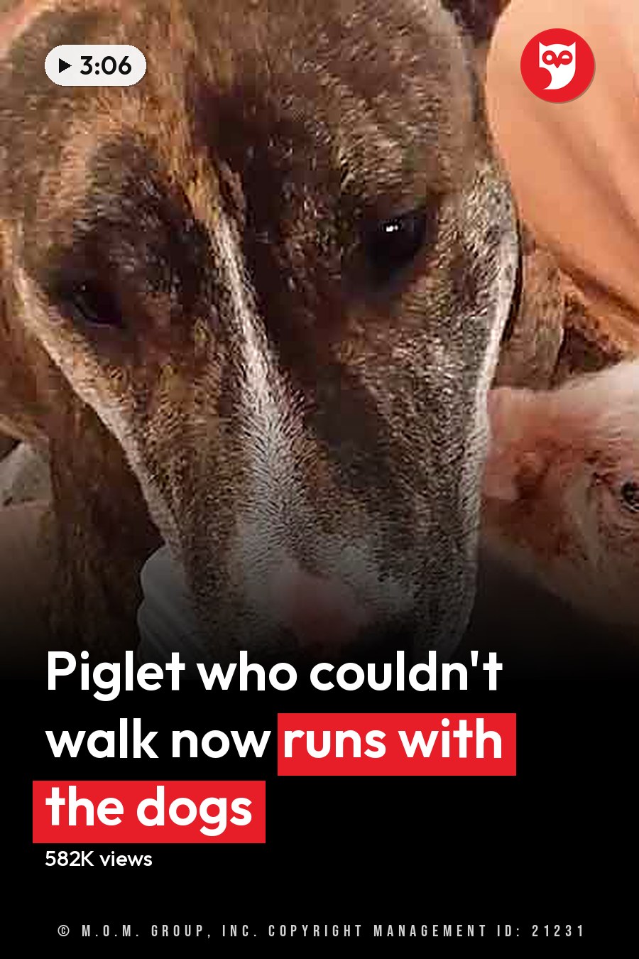 A brindle adult dog interacting with a juvenile piglet in an outdoor fenced enclosure with wood chips covering the ground. The headline runs in white letters across the lower third.